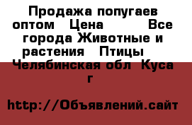 Продажа попугаев оптом › Цена ­ 500 - Все города Животные и растения » Птицы   . Челябинская обл.,Куса г.